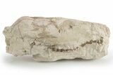 Fossil Oreodont Upper Skull - Unprepared #249261-1